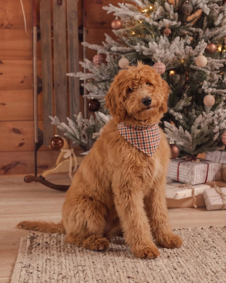 Dog Bandana | Holiday Gingham | Rylee & Cru