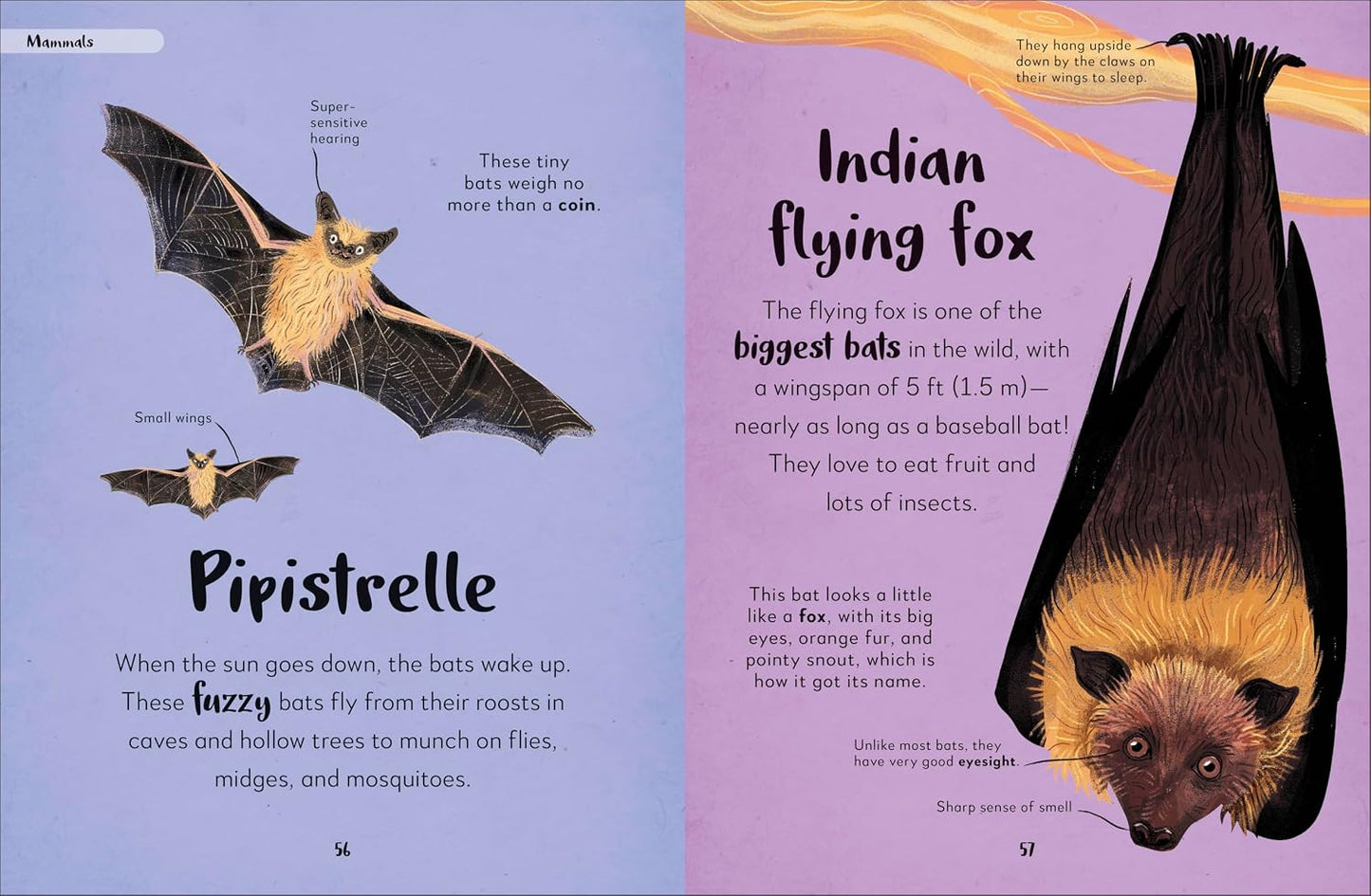 The Bedtime Book of Nighttime Animals | Books